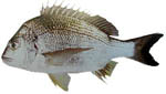 yellowfinbream yellowfinbream