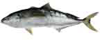 yellowtail_kingfish yellowtail_kingfish